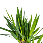 Yucca Elephantipes met mand Ø21cm - ↕90 - 110cm