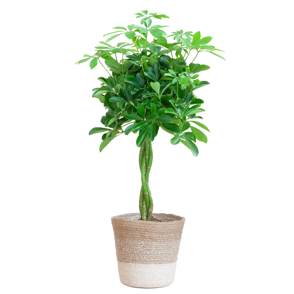 Schefflera Arab Nora met Mand Lissabon wit  - 70cm - Ø21