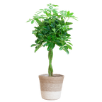 Schefflera Arab Nora met Mand Lissabon wit  - 70cm - Ø21