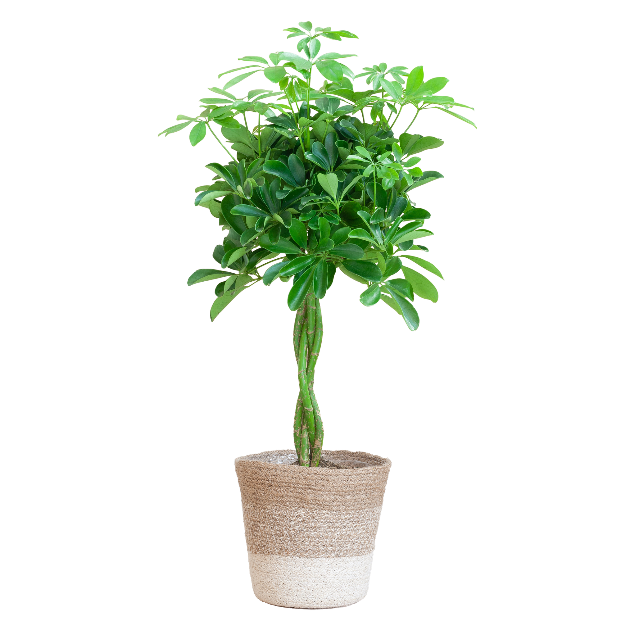 Schefflera Arab Nora met Mand Lissabon wit  - 70cm - Ø21