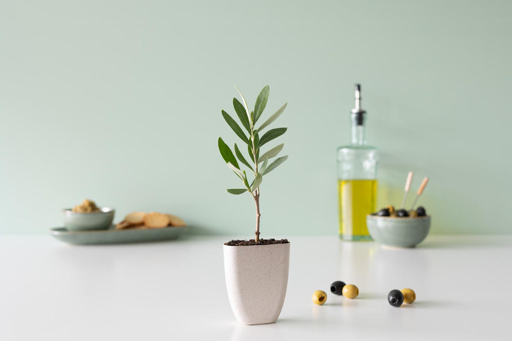 Mini Olijfboom in brievenbusdoosje met info boekje