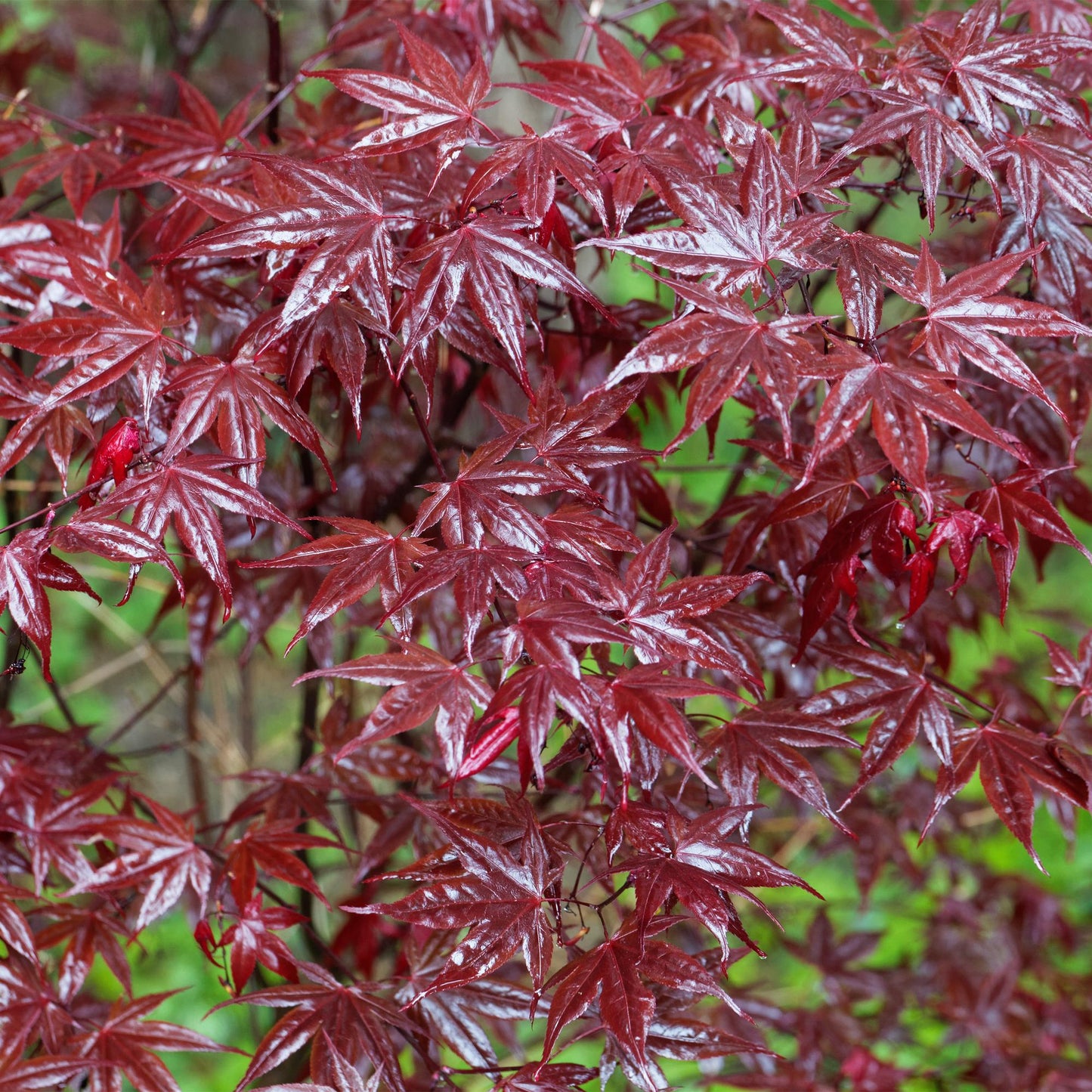 Green boutiQ – Terrassenpflanze – Japanischer Ahorn – Acer palmatum Bloodgood – Rot – 2 Pflanzen – Laubabwerfend – Topf 19 cm, Höhe 70 cm