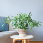 Phlebodium Aureum 'Blue Star' mit Korb Lissabon weiß - 40cm - Ø17