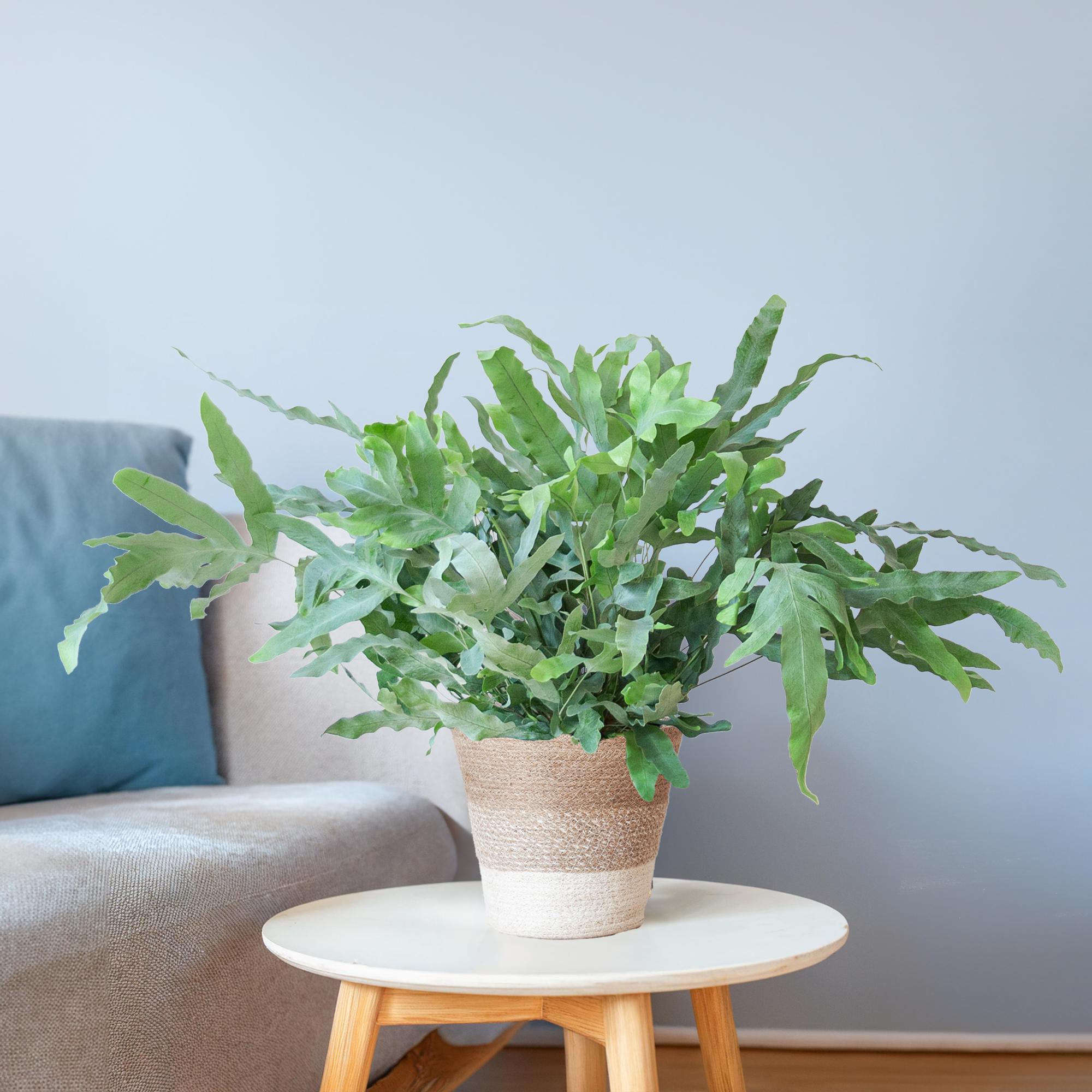 Phlebodium Aureum 'Blue Star' met Mand Lissabon wit - 40cm - Ø17