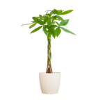 Pachira Aquatica met Viber wit - 80cm - Ø21