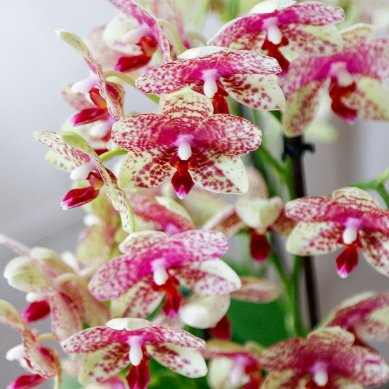 Orchidées Kolibri | Orchidée phalaenopsis jaune orangé, pot de 9 cm de diamètre | Grosseto | Plante d'intérieur fleurie - Directement du producteur