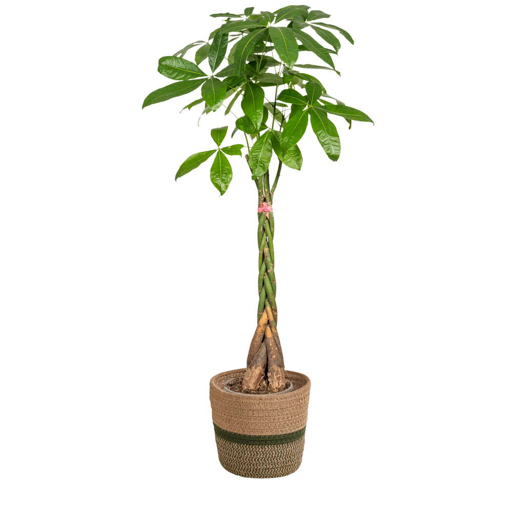Pachira Aquatica met mand Ø24cm - ↕120 - 140cm