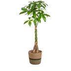 Pachira Aquatica met mand Ø24cm - ↕120 - 140cm