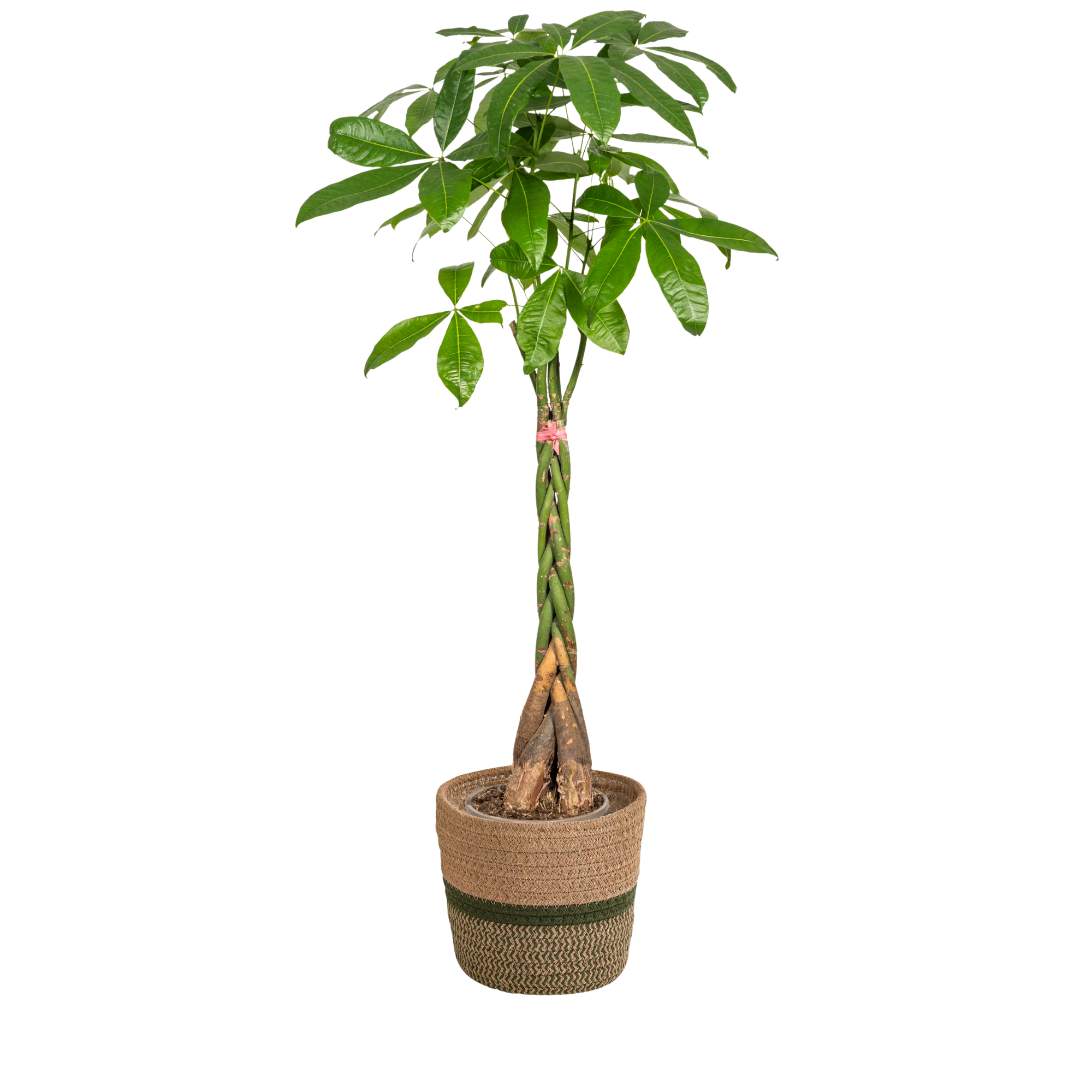 Pachira Aquatica met mand Ø24cm - ↕120 - 140cm