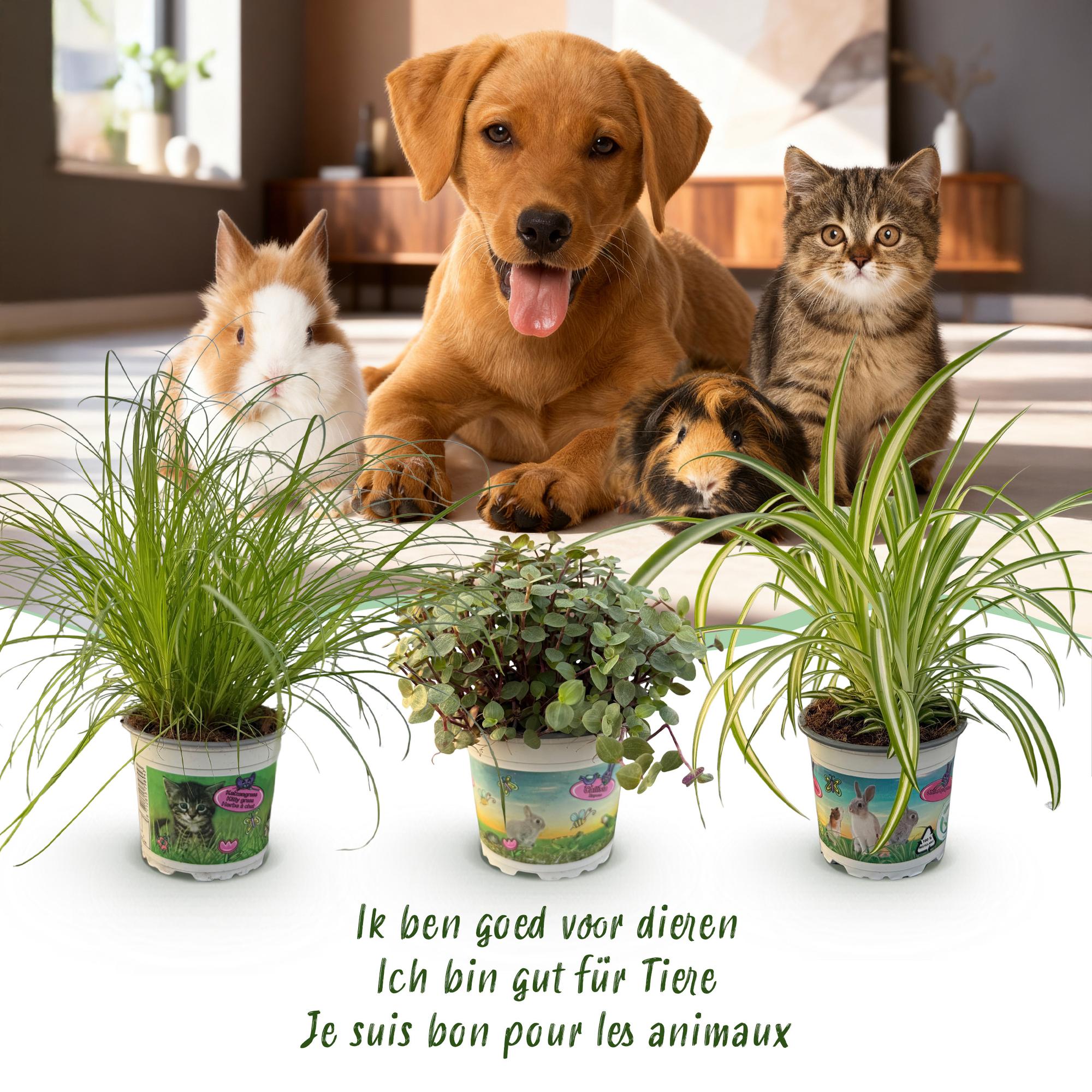 Green boutiQ - Kamerplant - Cyperus - Calissia - Chlorophytum - Mix van 3 - Huisdiervriendelijke Planten - Groen - 3 Planten - met Potter Wit - Pot 12cm - Hoogte 20cm