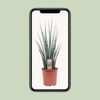 Sansevieria Fernwood Mikado - Ø19cm - ↕80cm