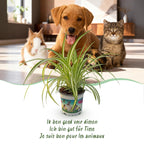 Green boutiQ - Kamerplant - Chlorophytum comosum Variegatum - Bonte Graslelie - Huisdiervriendelijke Plant - Groen - 1 Plant - met Potter Grijs - Pot 12cm - Hoogte 20cm