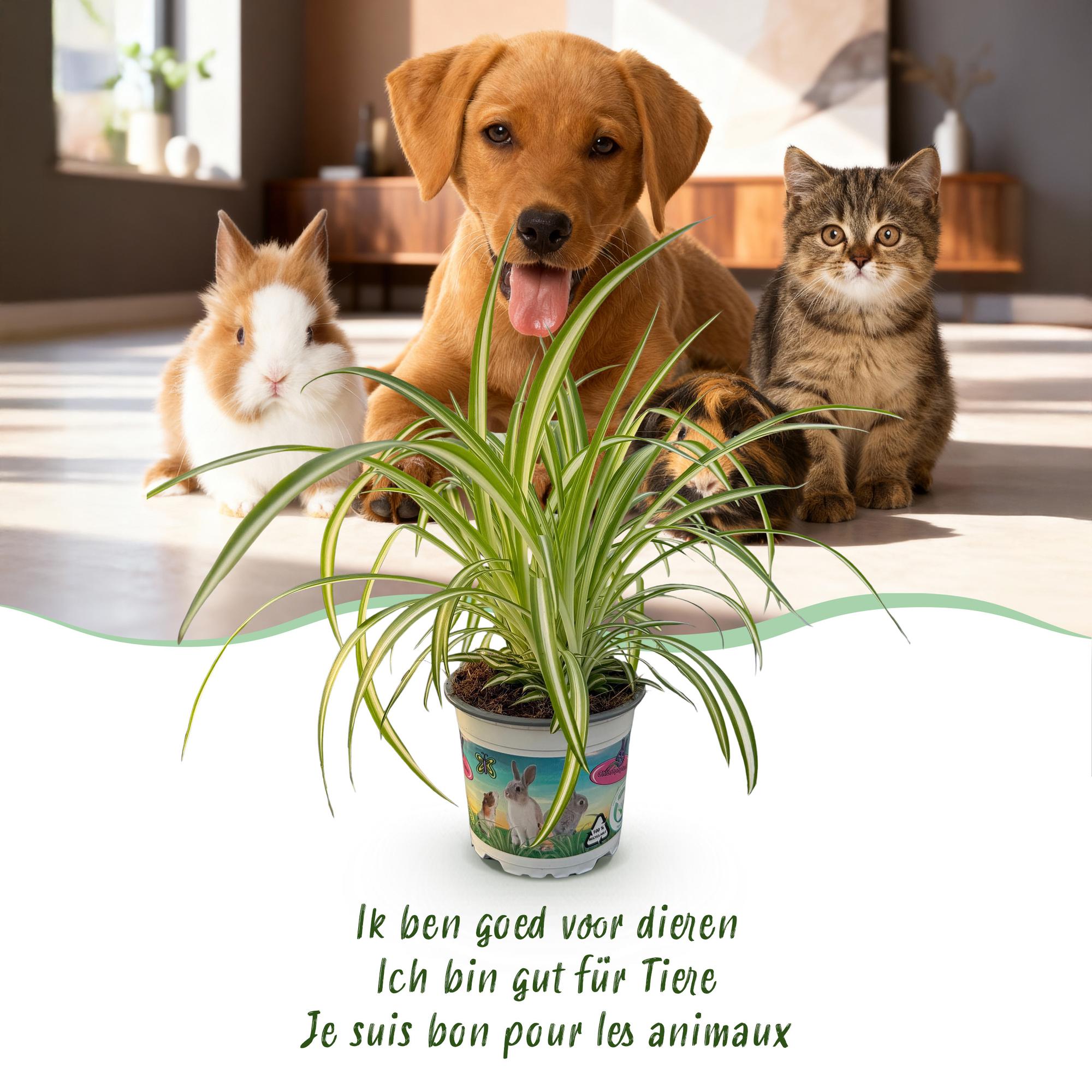 Green boutiQ - Kamerplant - Chlorophytum comosum Variegatum - Bonte Graslelie - Huisdiervriendelijke Plant - Groen - 1 Plant - met Potter Grijs - Pot 12cm - Hoogte 20cm