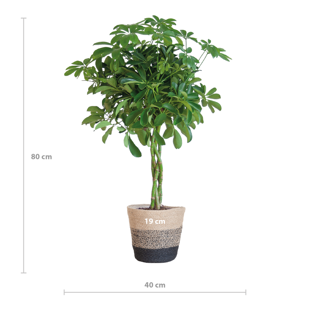 Schefflera Arab Nora met Mand Lissabon zwart - 70cm - Ø21