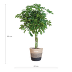 Schefflera Arab Nora met Mand Lissabon zwart - 70cm - Ø21