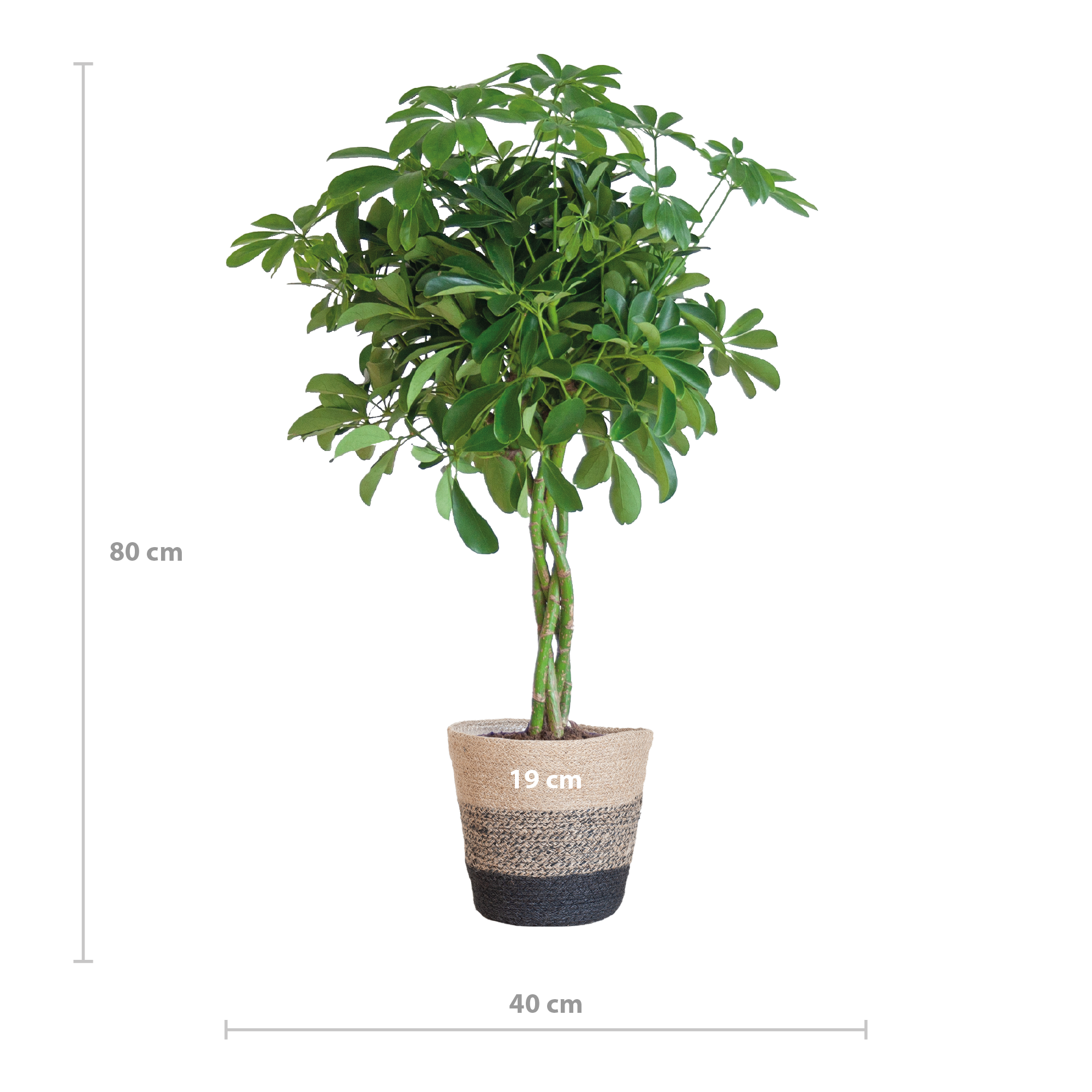 Schefflera Arab Nora met Mand Lissabon zwart - 70cm - Ø21
