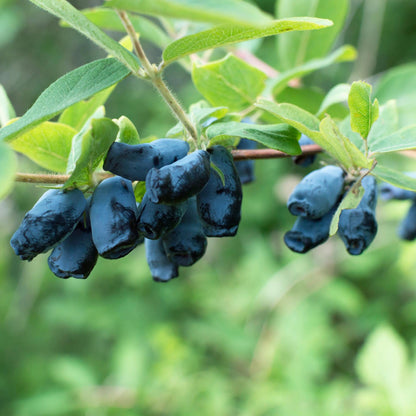 Green boutiQ - Obstpflanze - Honigbeere - Lonicera caerulea Kamchatika - Heidelbeere - 2 Pflanzen - Topf 15cm Höhe 50cm
