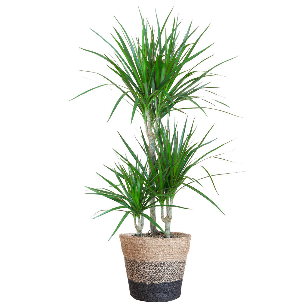 Dracaena Marginata met Lissabon mand zwart - 95cm - Ø21