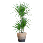 Dracaena Marginata met Lissabon mand zwart - 95cm - Ø21