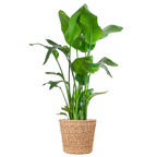 Strelitzia Nicolai XL met Torun mand - 140cm - Ø27
