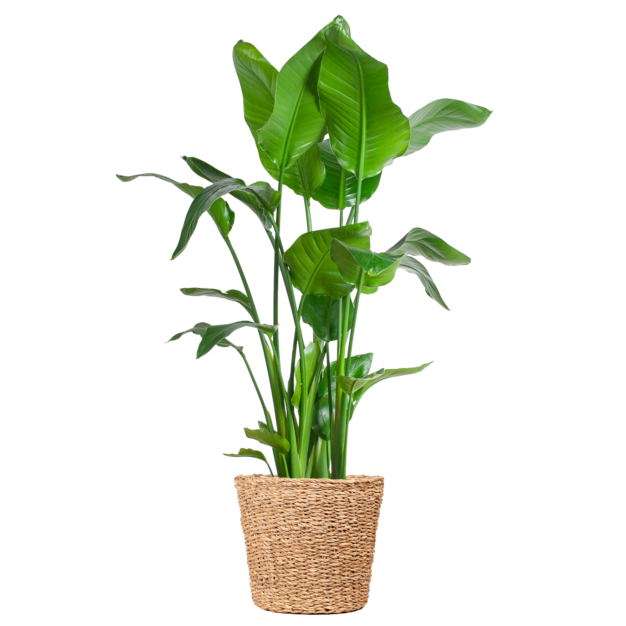 Strelitzia Nicolai XL met Torun mand - 140cm - Ø27