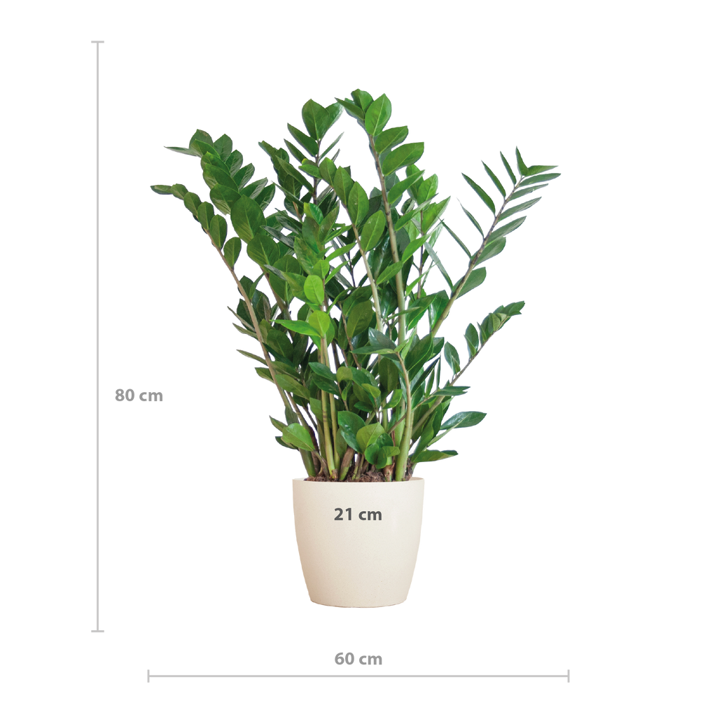 Zamioculcas Zamiifolia met Viber wit - 80cm - Ø21