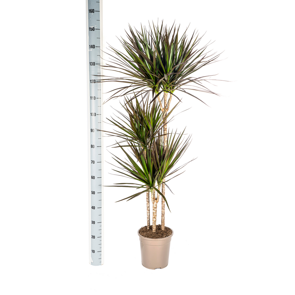 Dracaena Marginata Magenta met mand Ø24cm - ↕130 - 150cm