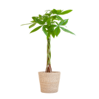 Pachira Aquatica met Sofia mand naturel - 80cm - Ø21