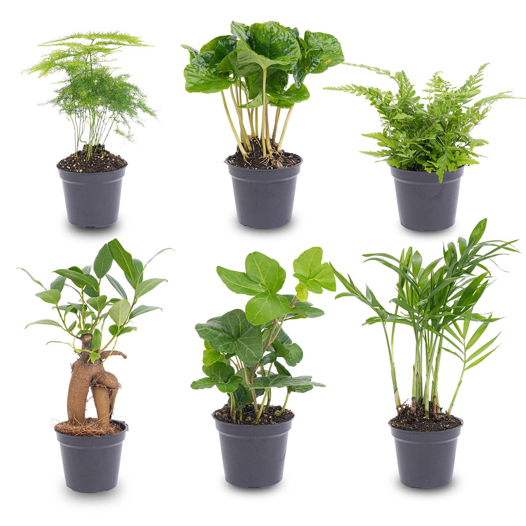 Planten set - Groen - 6 groene planten - potmaat 6