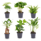 Planten set - Groen - 6 groene planten - potmaat 6