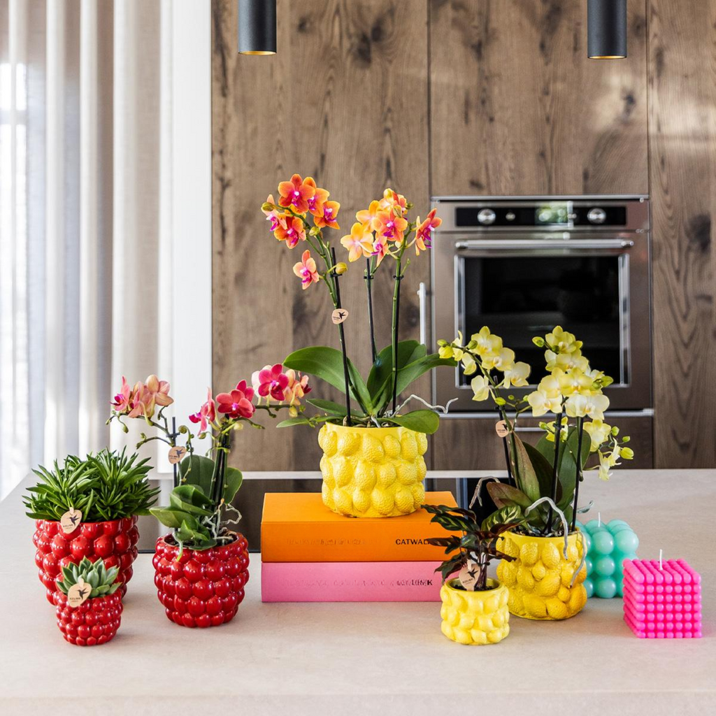 Kolibri Home | Berry pot - Ø9cm