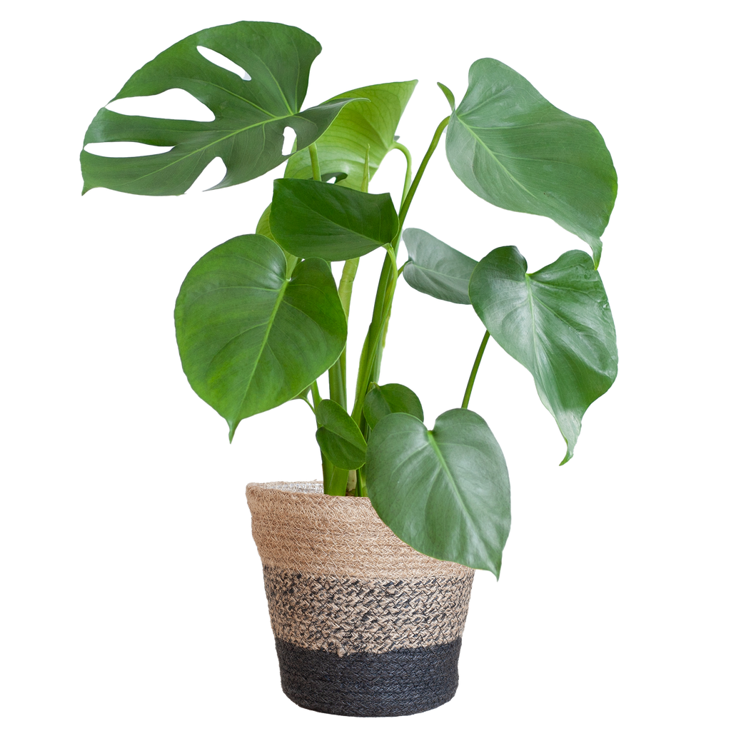 Monstera Deliciosa met Lissabon mand zwart  - 50cm - Ø17