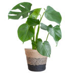 Monstera Deliciosa met Lissabon mand zwart  - 50cm - Ø17