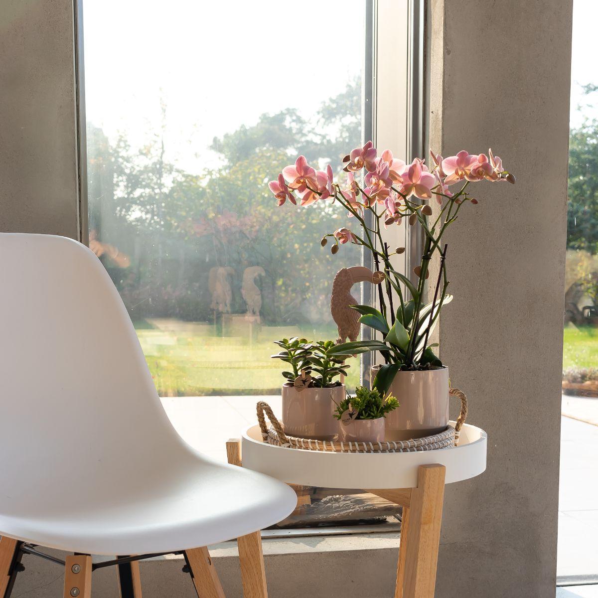 Kolibri Orchids | oudroze Phalaenopsis orchidee - Jewel Treviso - potmaat Ø9cm | bloeiende kamerplant - vers van de kweker