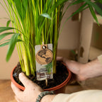 Areca palm - Ø21cm - ↕130cm