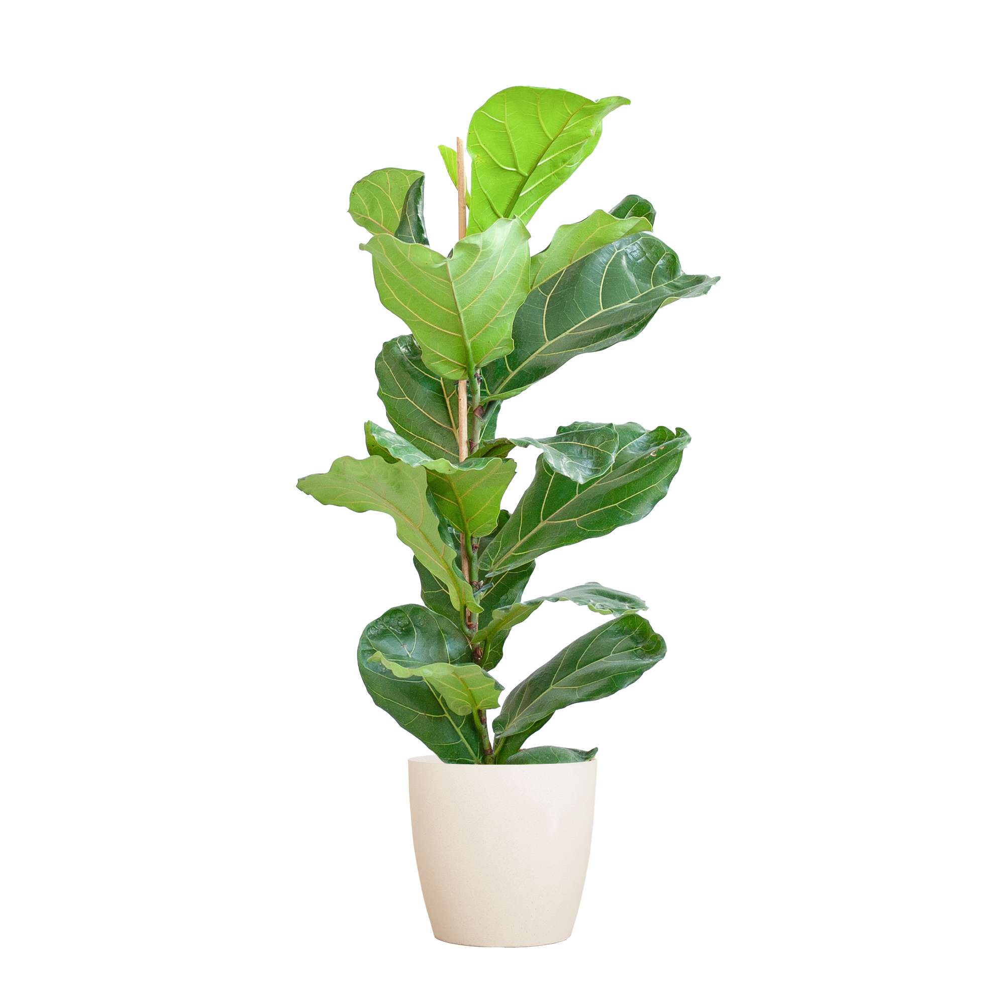 Ficus Lyrata met Viber pot wit - 80cm - Ø21