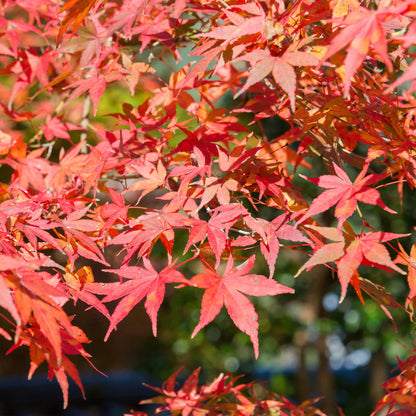 Green boutiQ – Terrassenpflanze – Japanischer Ahorn – Acer palmatum Shaina – Rot – 2 Pflanzen – Laubabwerfend – Topf 19 cm, Höhe 70 cm