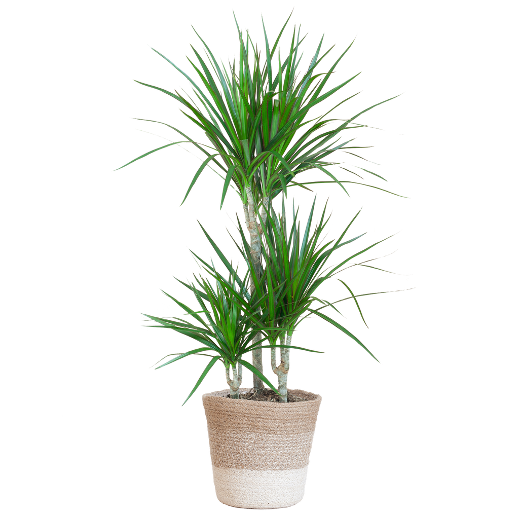 Dracaena Marginata met Lissabon mand wit - 95cm - Ø21