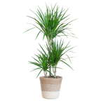 Dracaena Marginata met Lissabon mand wit - 95cm - Ø21