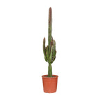 Euphorbia Trigona Rubra - Ø17cm - ↕70cm