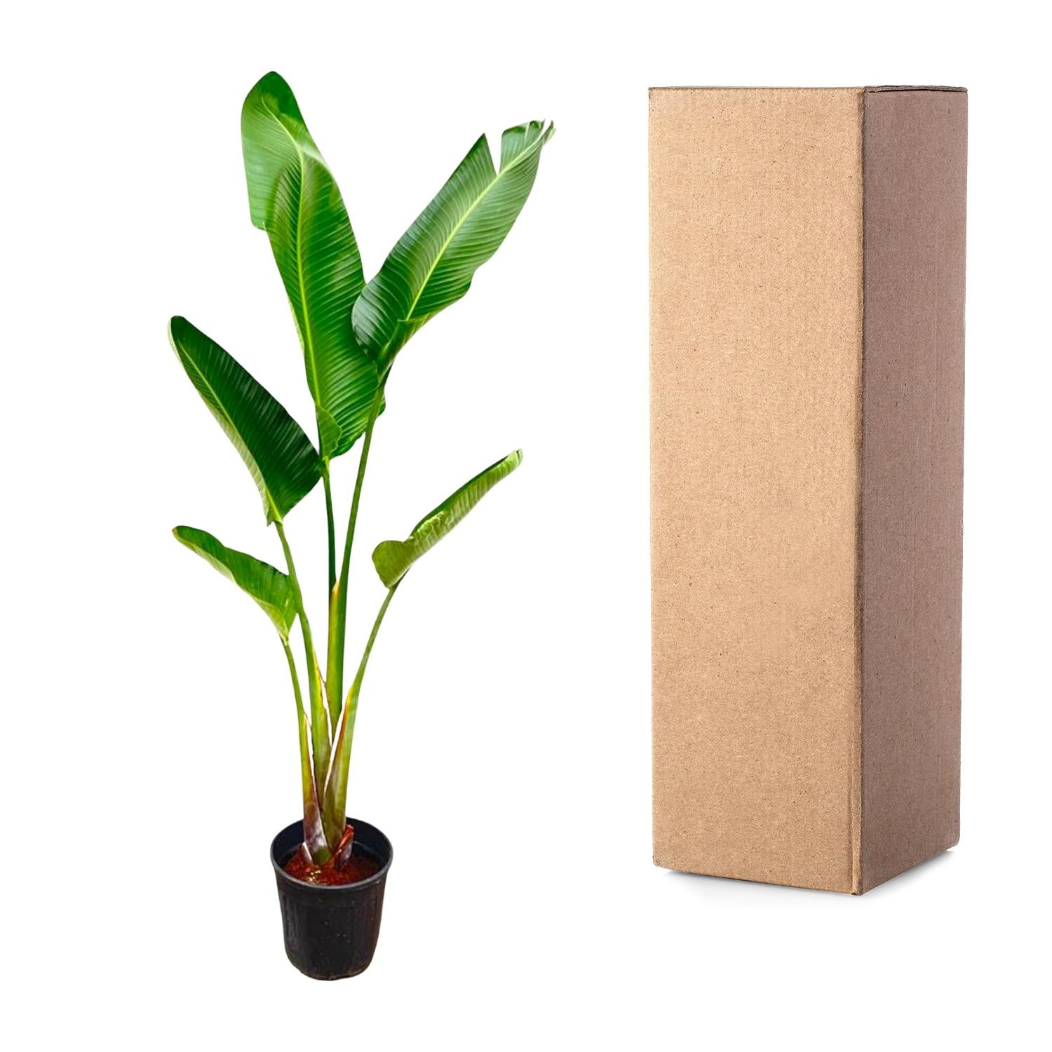 Strelitzia Augusta - 220cm - ⌀30