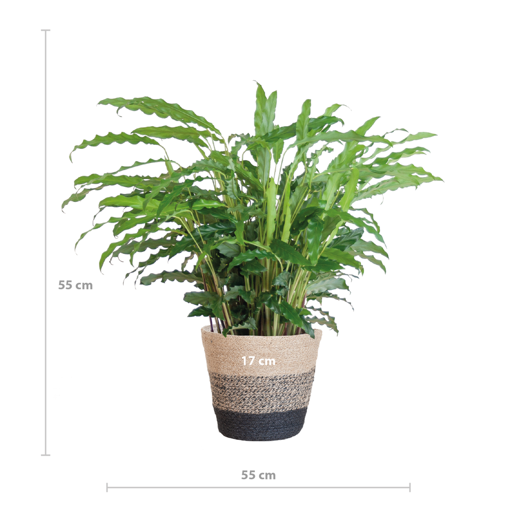 Calathea Rufibarba met Mand Lissabon zwart - 55cm - Ø17