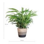 Calathea Rufibarba met Mand Lissabon zwart - 55cm - Ø17