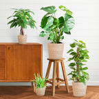 Easy care Plantenbox - medium - met mand Sofia