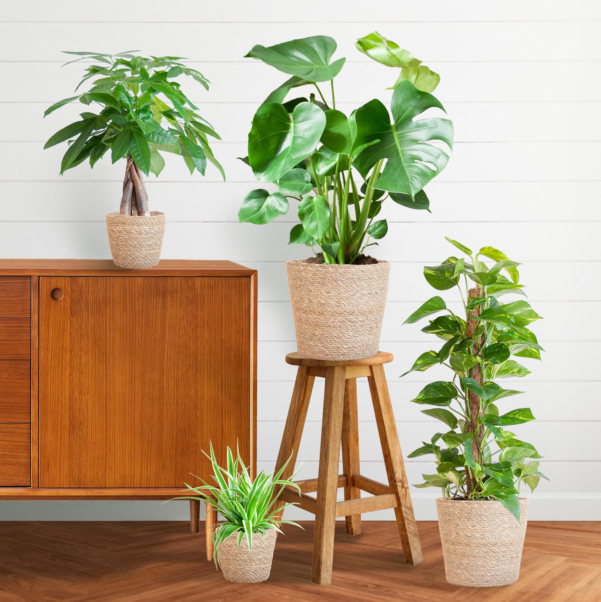 Easy care Plantenbox - medium - met mand Sofia