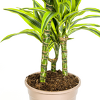 Dracaena Deremensis Lemon Lime met mand Ø21cm - ↕90 - 110cm
