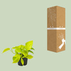 Epipremnum Golden Pothos - Scindapsus - PROMO - Ø12 - ↕15cm