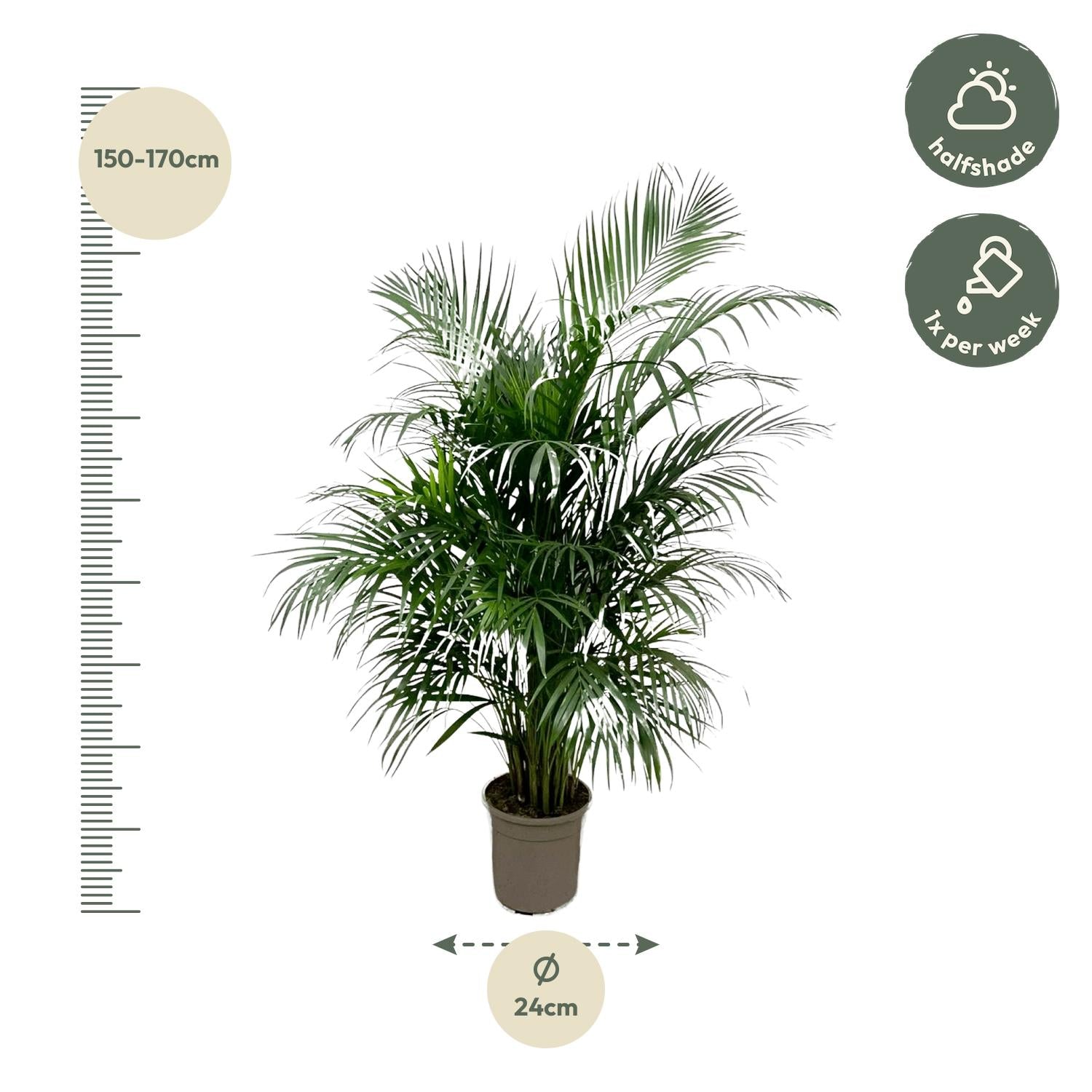 Dypsis Lutescens (Areca palm) 140 cm - ø21-24