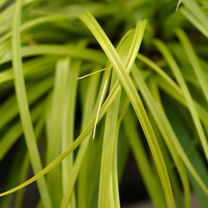 Green boutiQ – Ziergräser – Carex oshimensis Everillo – Gelb – 4 Pflanzen – Immergrün – Pflegeleicht – Topf 17 cm, Höhe 50 cm