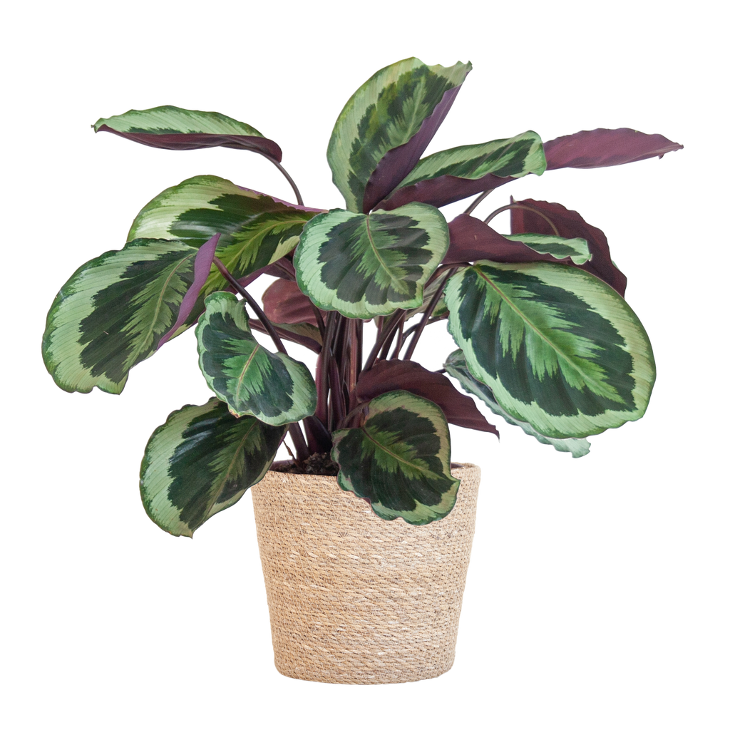 Calathea Medaillon met Sofia mand naturel - 65cm - Ø19